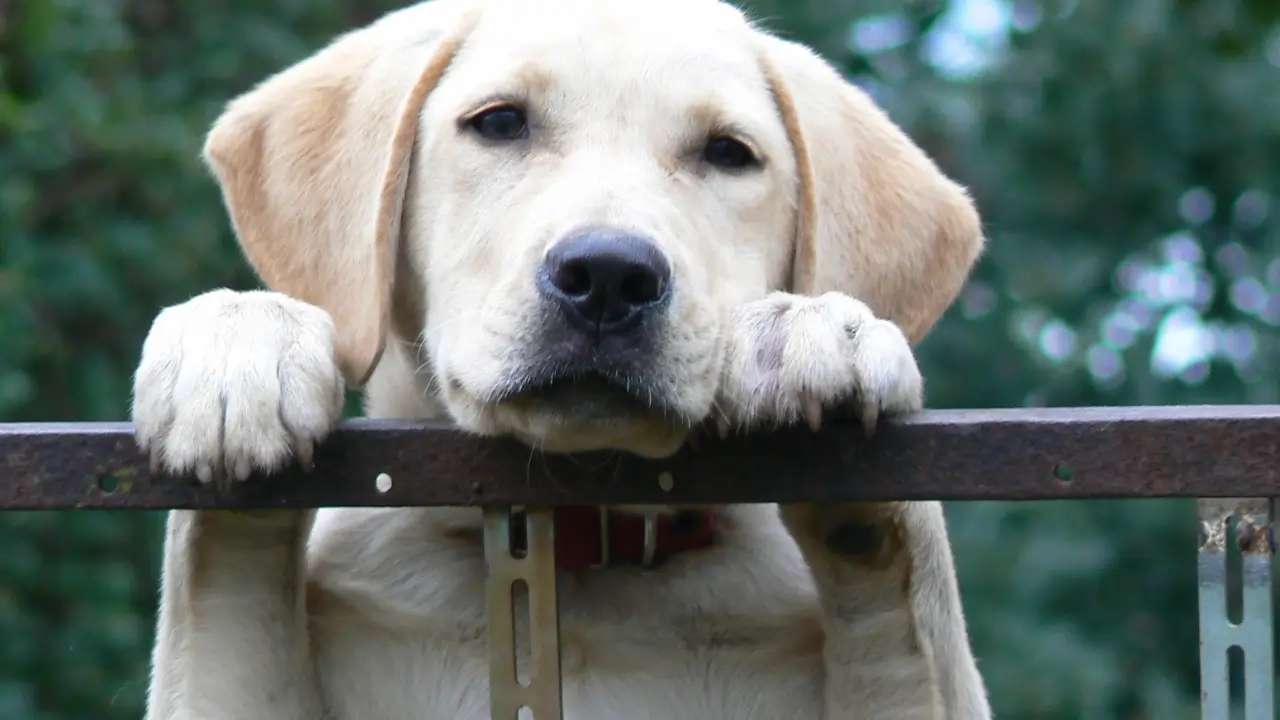 Entenda a Linguagem Corporal do Seu Pet
